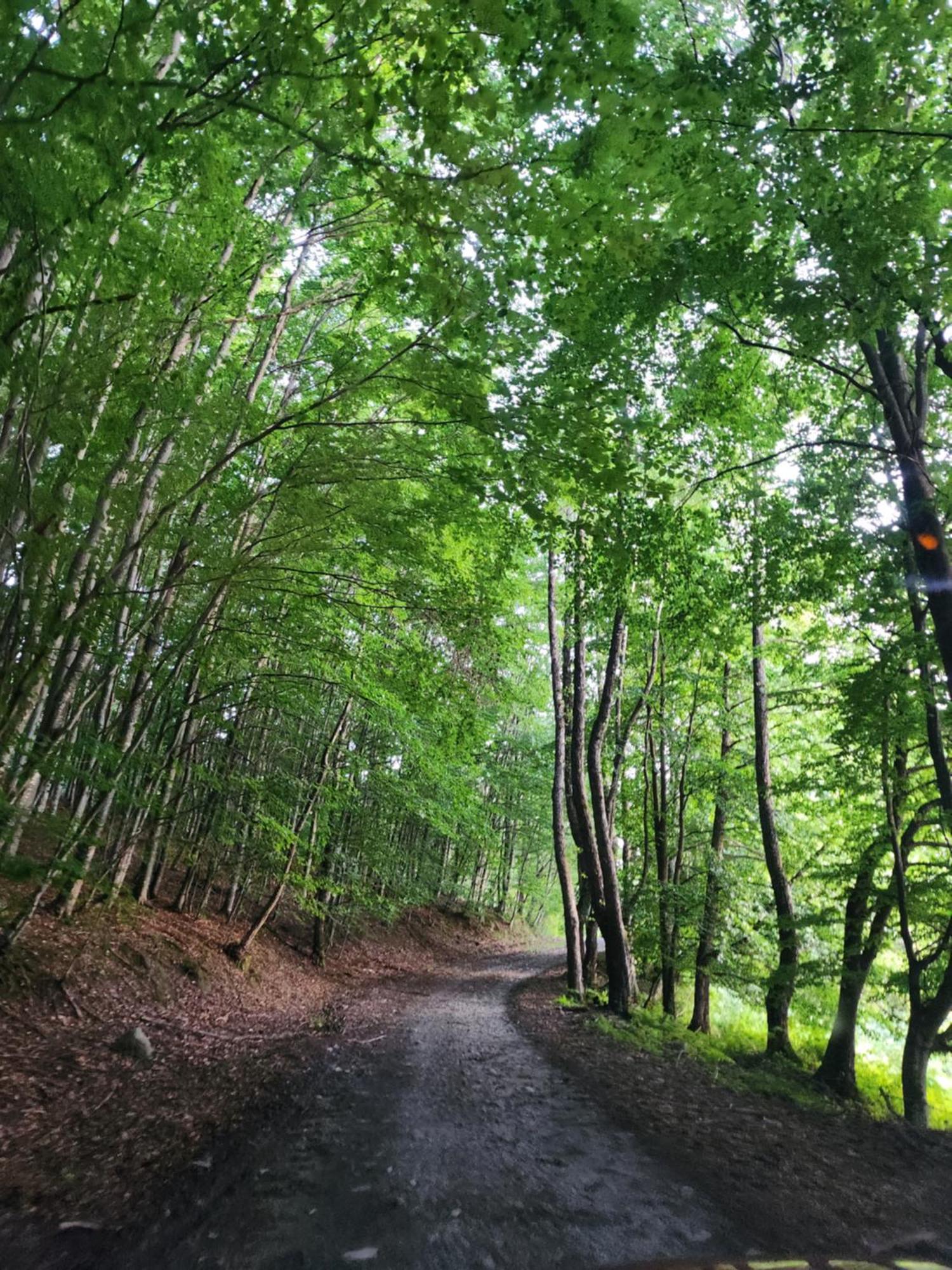 Cabana Valea Bradului Nucsoara  Bagian luar foto